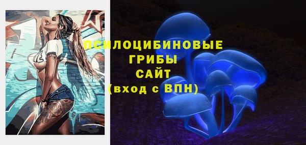 индика Ельня